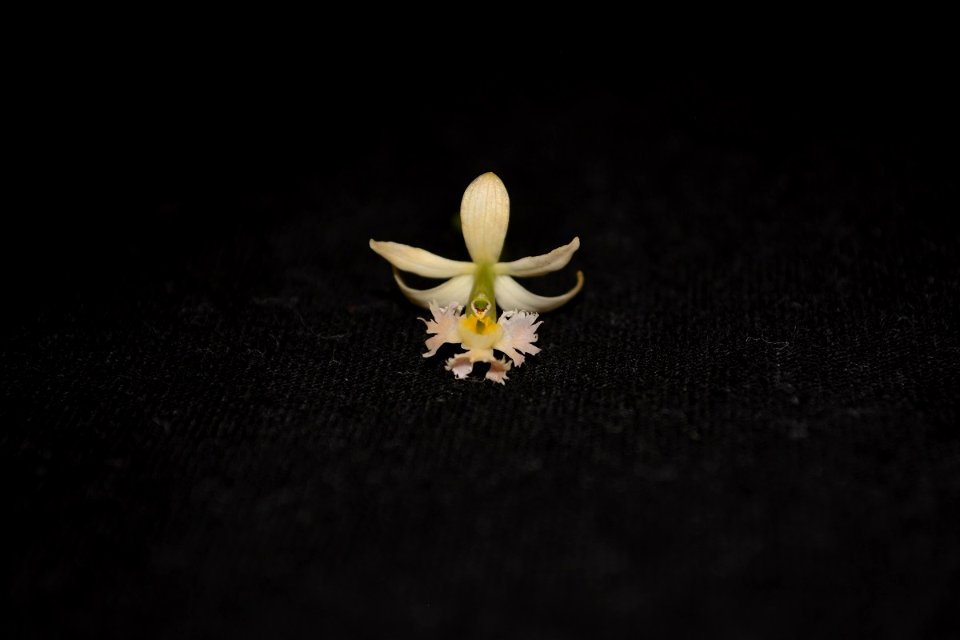 Epidendrum sp.