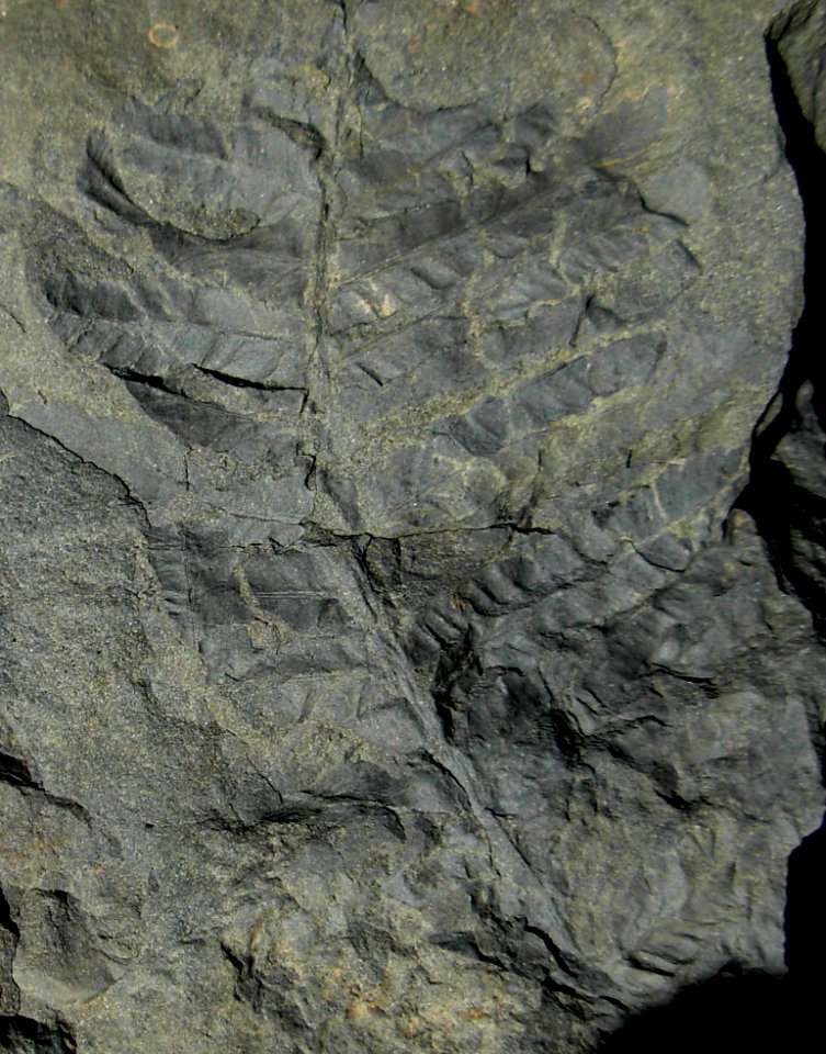Fern frond Pics from Guy Adema DENA