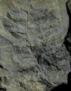 Fern frond Pics from Guy Adema DENA