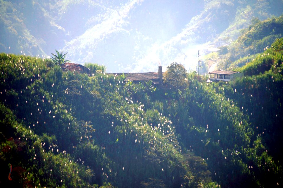 Trapiche, Molienda o Ramada