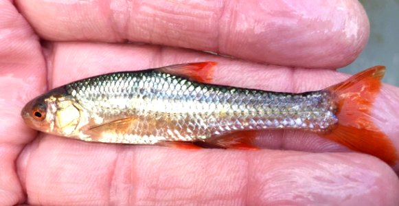 Endangered Topeka shiner