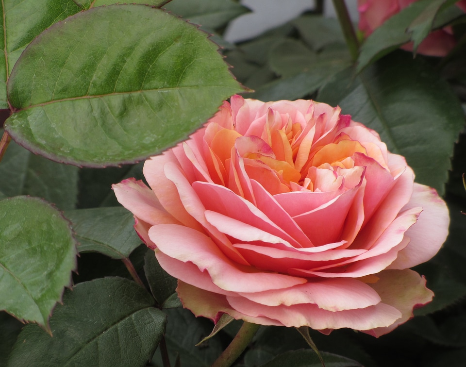 Flower rose blooms garden roses