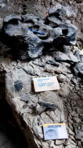 Cleveland-Lloyd Dinosaur Quarry, Utah