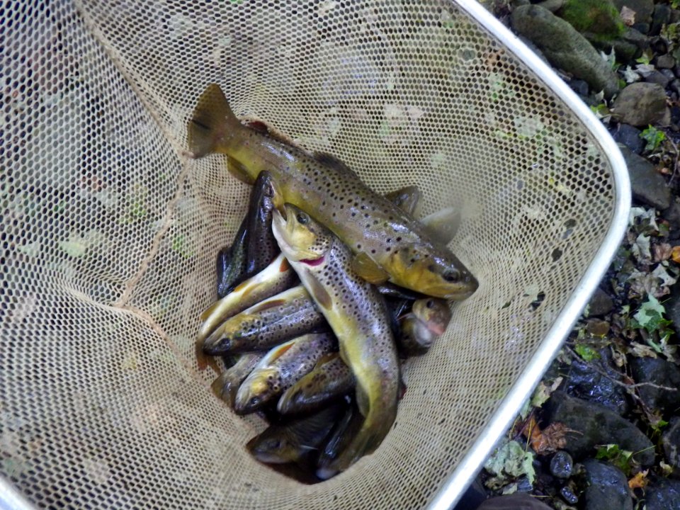 Non-native brown trout