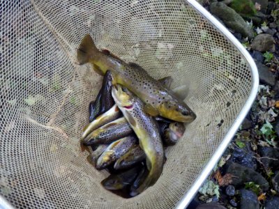Non-native brown trout