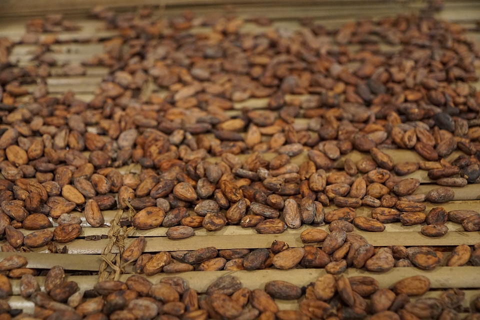 Coffee beans drink
