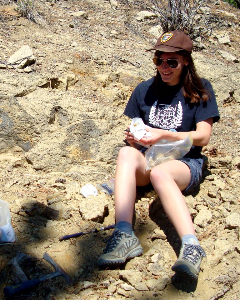 Collecting fossilized mollusks