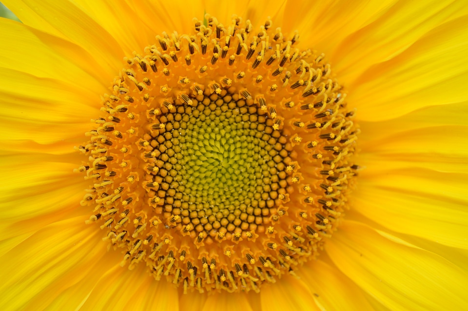 Sun big flower flower