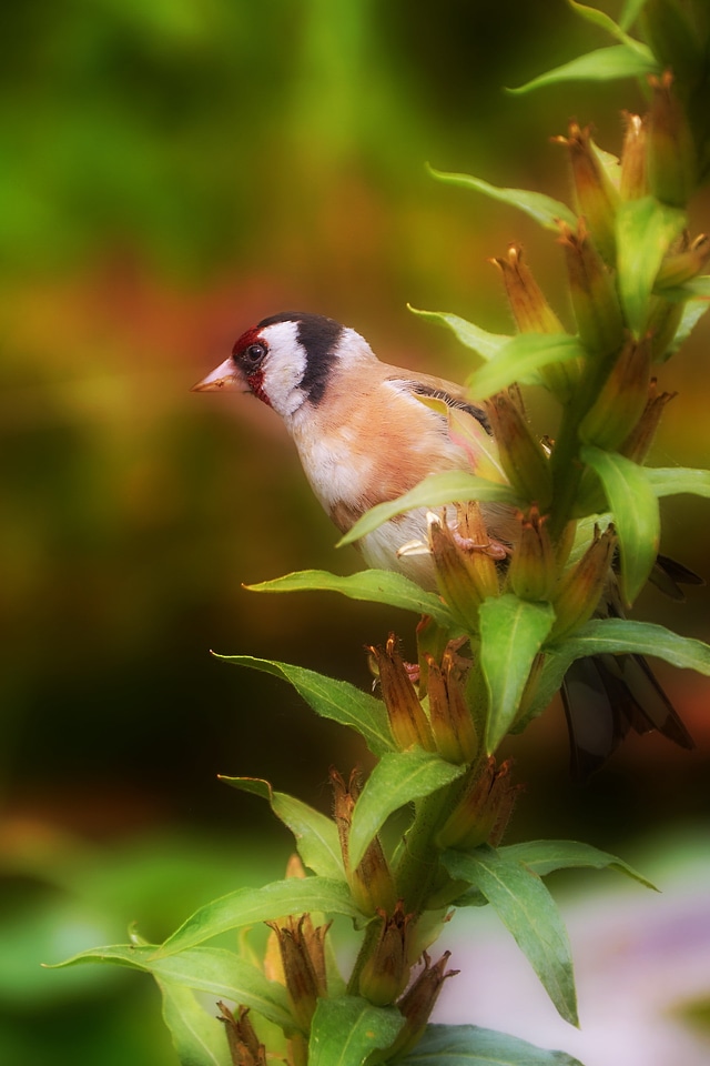 Animals small bird songbird