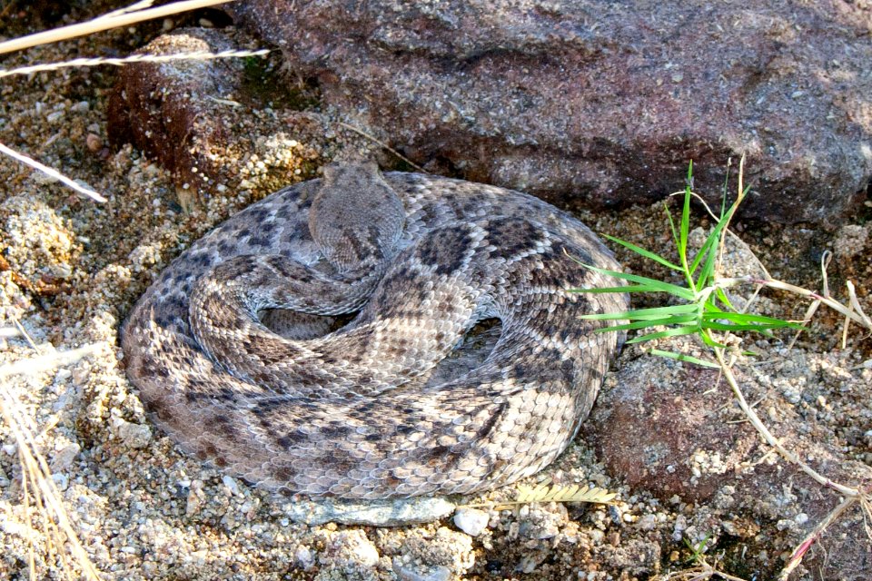 Rattlesnake. Photo by NPS/Todd M. Edgar.