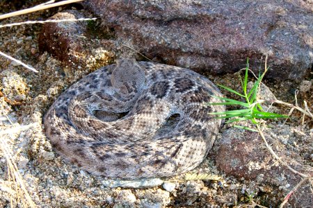 Rattlesnake. Photo by NPS/Todd M. Edgar.