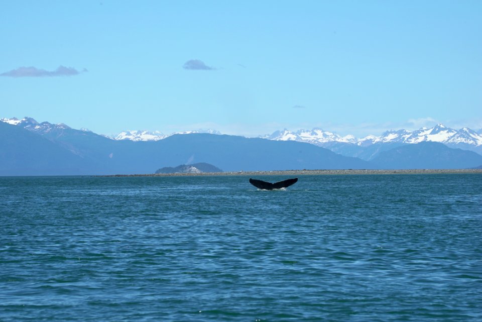 Episode 9: Underwater Conversations in Glacier Bay