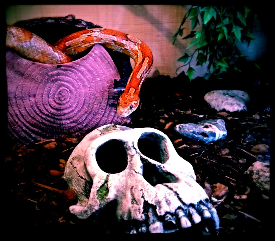 Snake or Skull