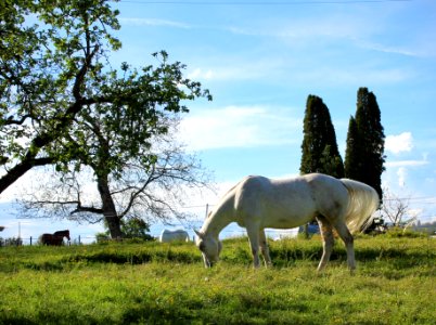 Horse in Spring photo