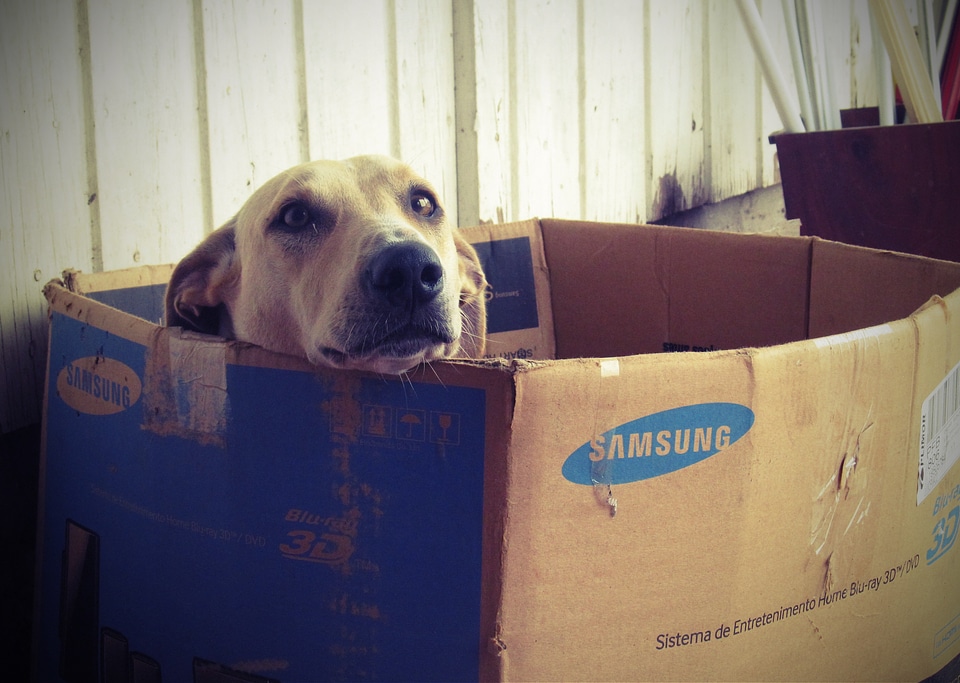 Dogface cardboard box dog house
