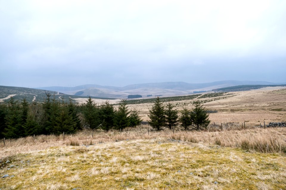 Forest at Coom Rig