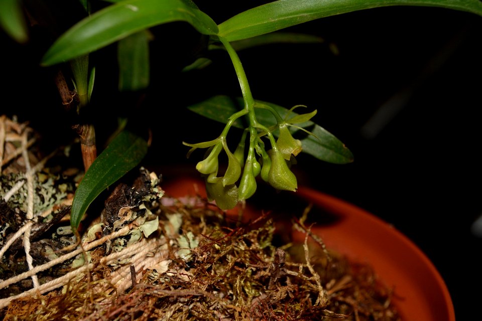 Epidendrum theodori