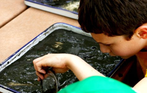 BioBlitz 2016