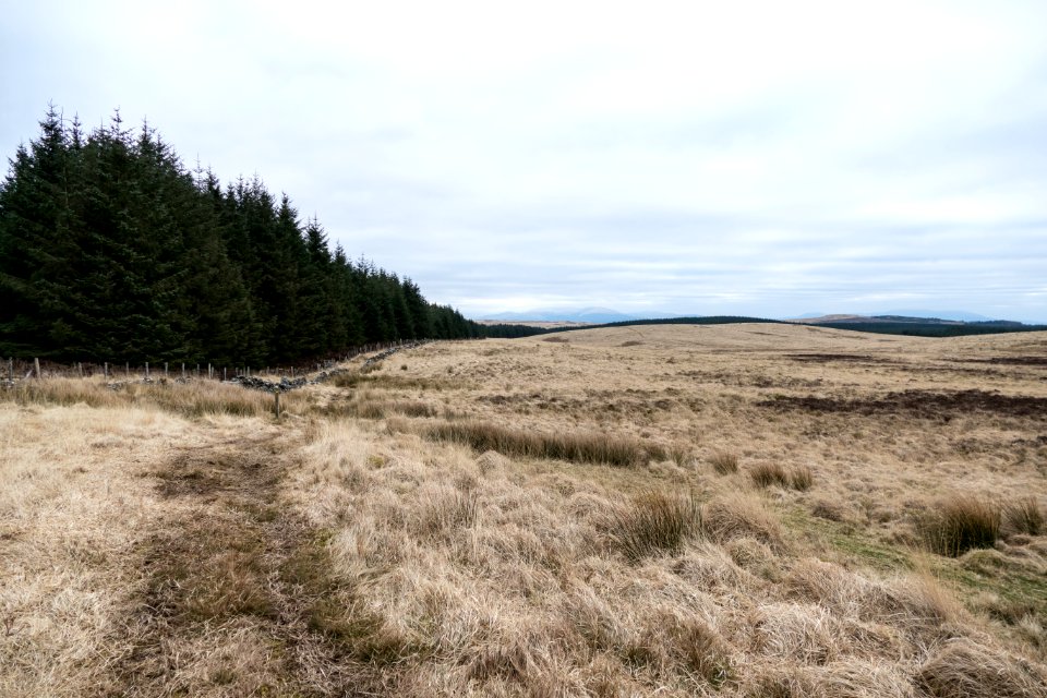 Approaching forest near Laggangarn