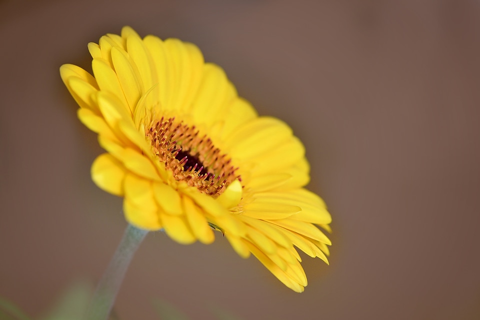 Yellow yellow flower blossom