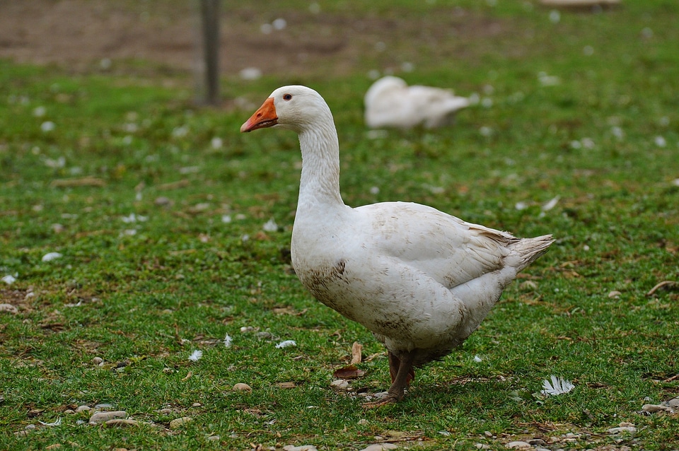 Plumage animal domestic goose