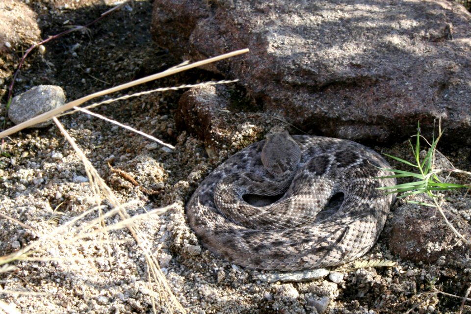 Rattlesnake. Photo by NPS/Todd M. Edgar.