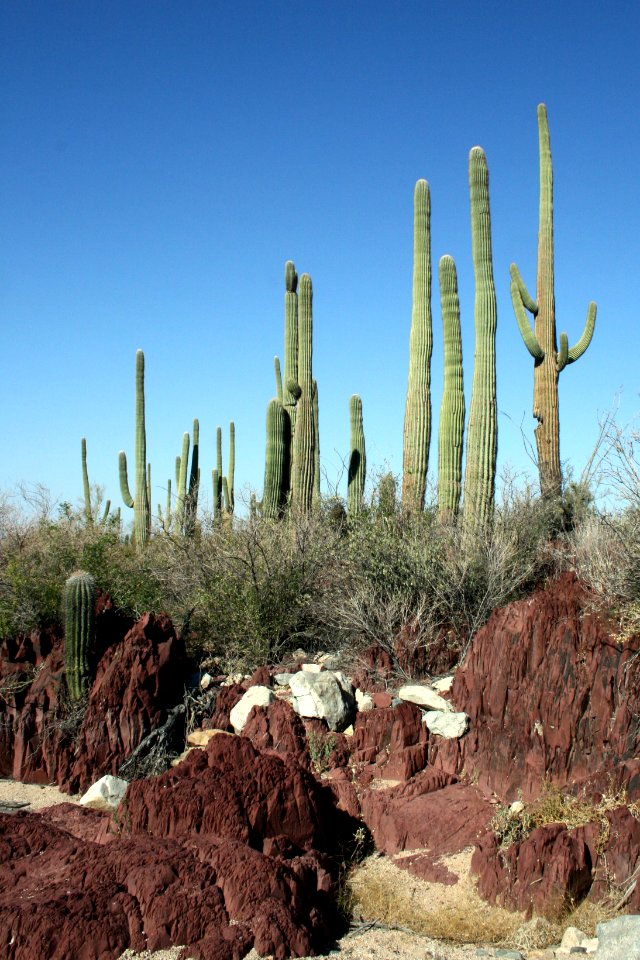Saguaro cactus. NPS photo.