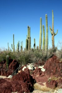 Saguaro cactus. NPS photo.