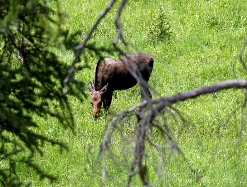 Moose in Rocky Mountain National Park