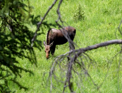 Moose in Rocky Mountain National Park photo