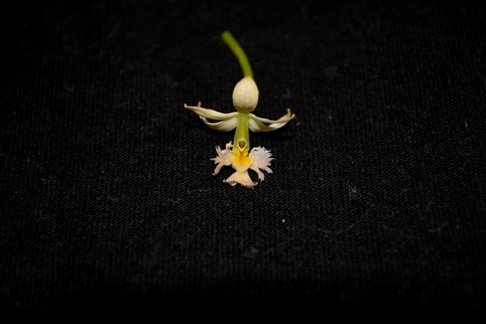 Epidendrum sp.