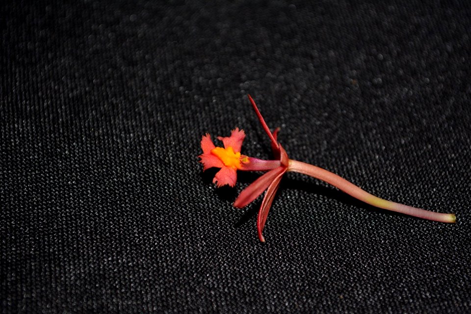 Epidendrum sp.