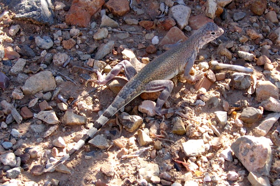 Zebra-tailed lizard. Photo by NPS/Todd M. Edgar.