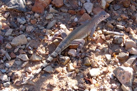 Zebra-tailed lizard. Photo by NPS/Todd M. Edgar.