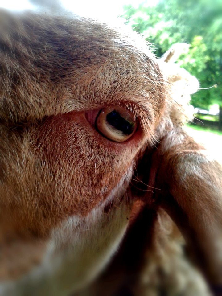 sheep too close.