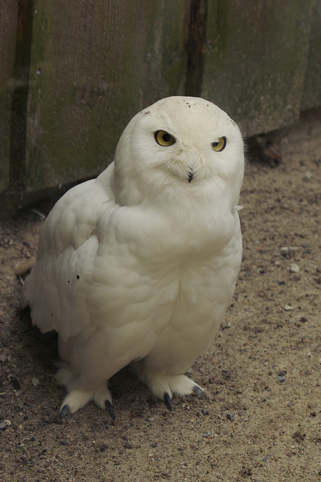 Male tallinn zoo brown owl