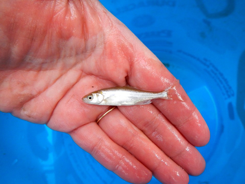roundtail chub in lower Courthouse Wash