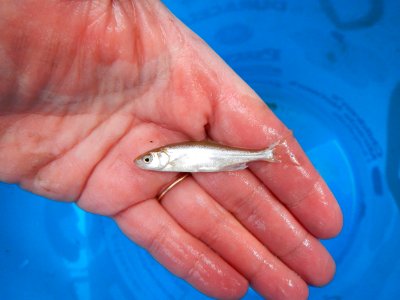 roundtail chub in lower Courthouse Wash