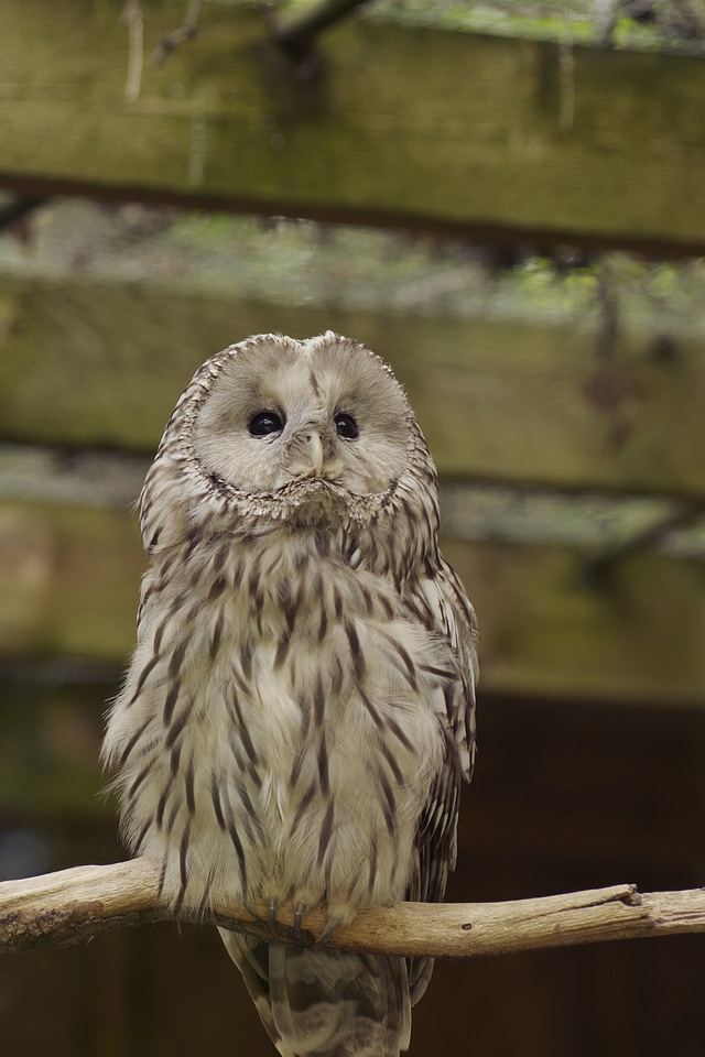Strix uralensis tallinn zoo brown owl