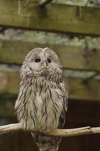 Strix uralensis tallinn zoo brown owl