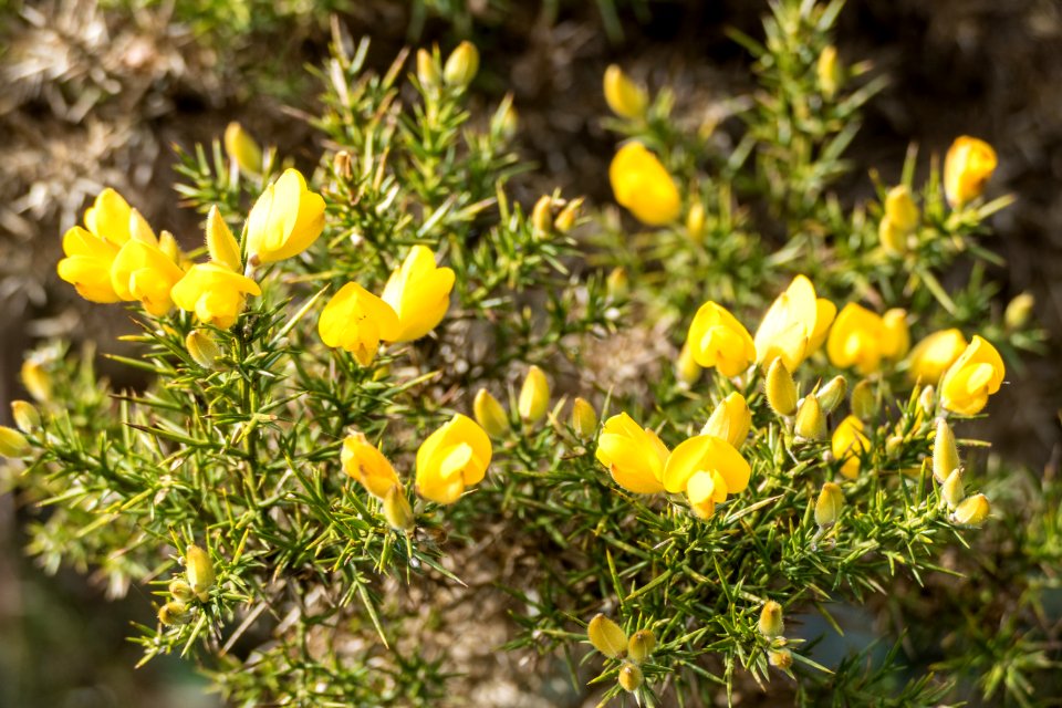 Gorse in Early Spring
