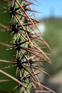 Saguaro cactus. NPS photo.59