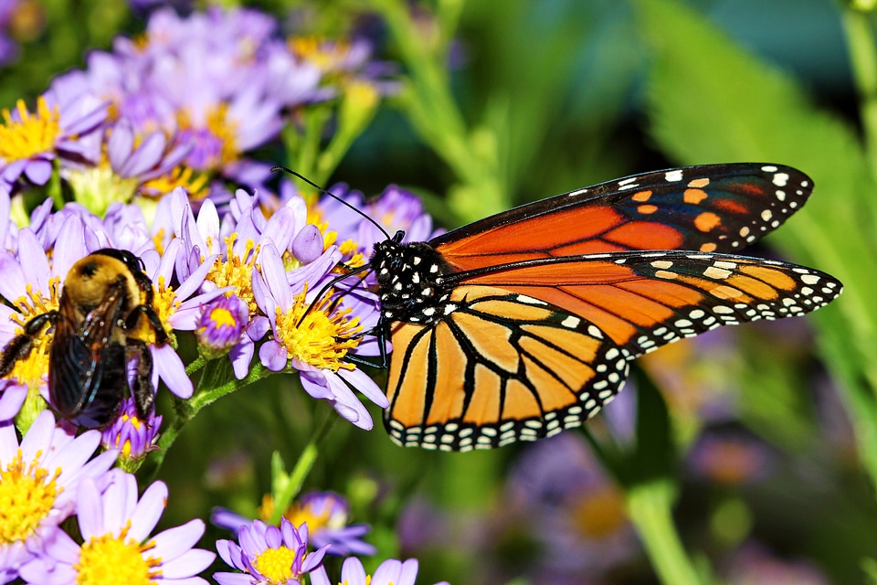 Insect flower monarch