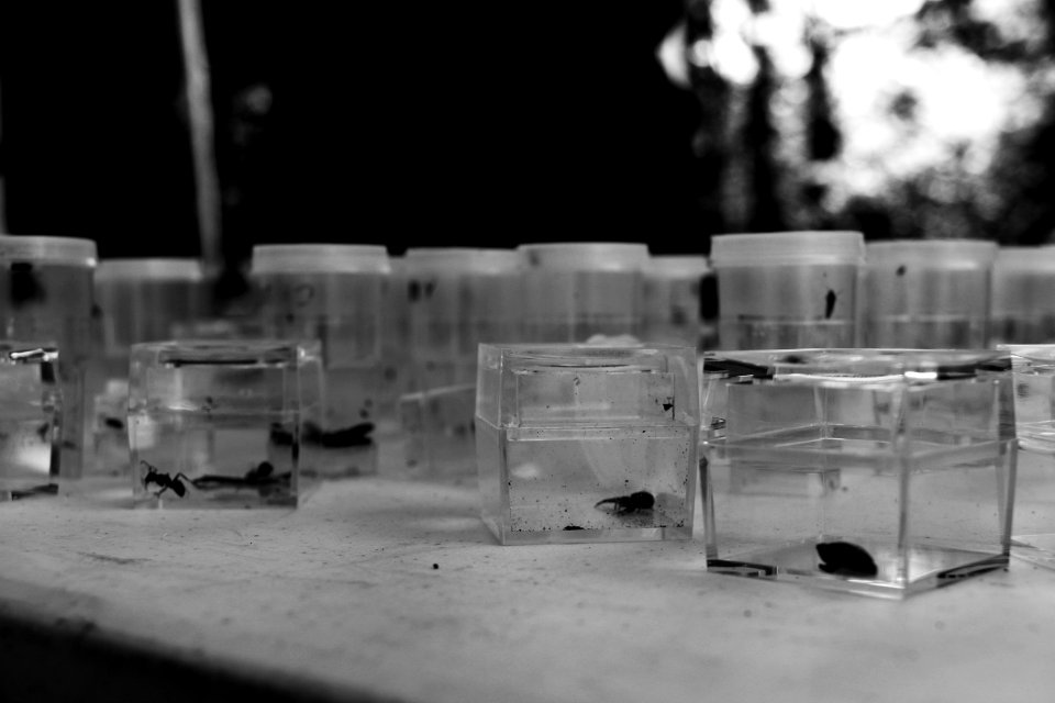 Collected Samples