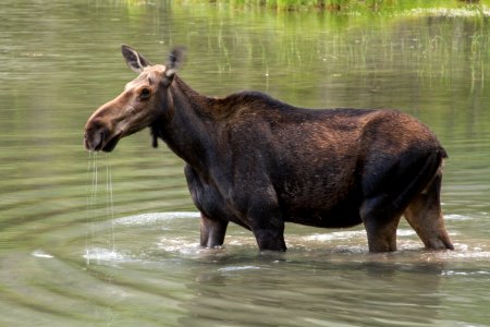 Cow moose photo