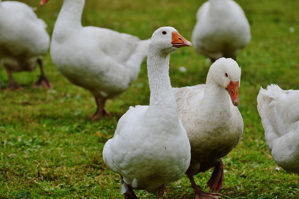 Plumage animal domestic goose