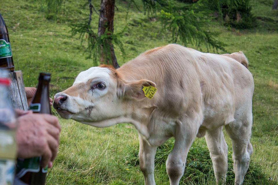 Cows agriculture livestock