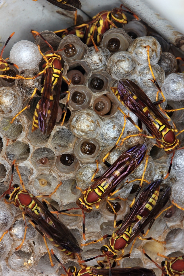 Colony insect macro