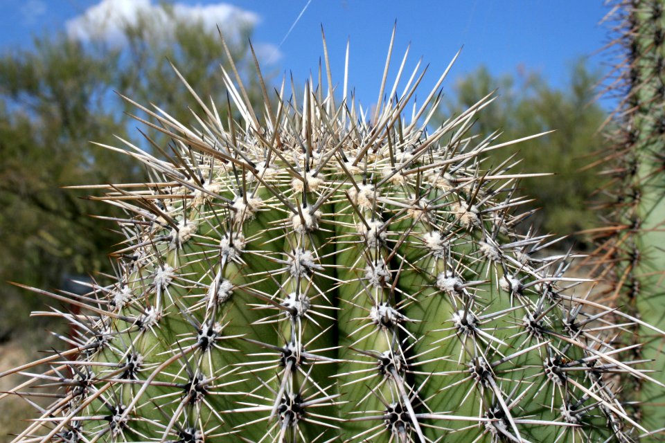 Saguaro cactus. NPS photo.