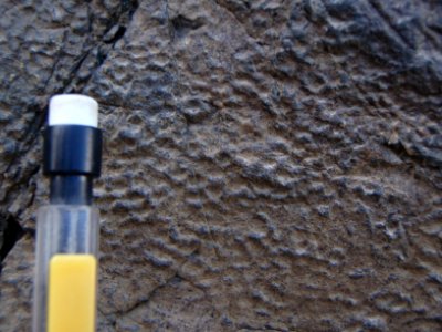 Dinosaur skin